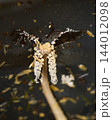 Mature Inkcap Mushroom Decomposing With Delicate White Structures 144012098