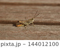 Grasshopper Resting on Weathered Wooden Surface Outdoors 144012100