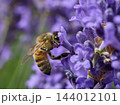 Honey Bee Collecting Nectar from Purple Lavender Flowers 144012101