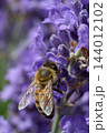 Honey Bee Gathering Nectar on Lavender Blossom 144012102