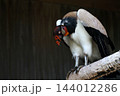 枝にとまり首をかしげるトキイロコンドル 144012286