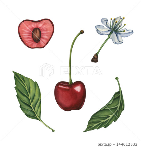 Cherry set. Watercolor botanical illustration of ripe red cherries with green stems, a delicate white cherry blossom, and a green leaf isolated on white background. Cherry branch for product labels 144012332