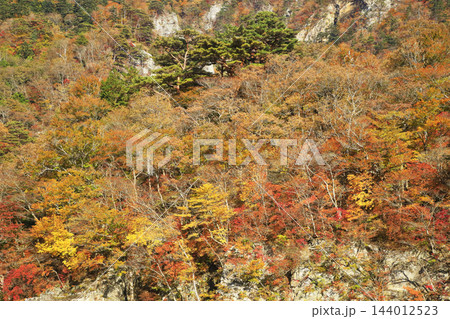 塩原の紅葉 塩原の紅葉 144012523