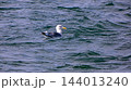 セグロカモメ 144013240