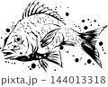 鯛の墨絵イラスト・和食メニュー＆祝い事向けデザイン素材 144013318