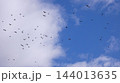 ヒヨドリ　渡り 144013635