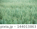 Fresh green oat field growing in summer. Young oat 144013863