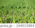 Lush green corn field growing in rows 144013864