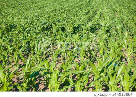 Lush green corn field growing in rows 144013864