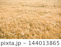 Ripe barley field ready for harvest. Natural yellow background 144013865