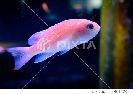 神戸市兵庫区のみなとやま水族館の魚 神戸市兵庫区のみなとやま水族館の魚 144014205