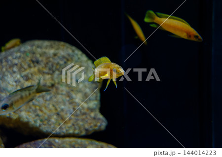 神戸市兵庫区のみなとやま水族館の魚 神戸市兵庫区のみなとやま水族館の魚 144014223