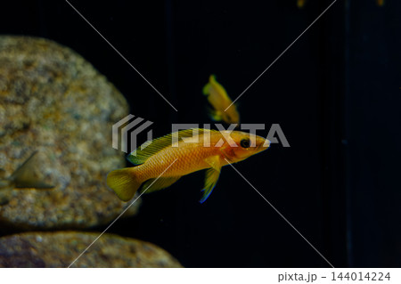 神戸市兵庫区のみなとやま水族館の魚 144014224