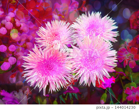 色相の開花 144014230