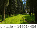 Sunlit grove of tall Italian cypress trees 144014436