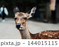 鹿の顔クローズアップ 144015115