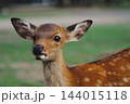 小鹿の顔クローズアップ 144015118