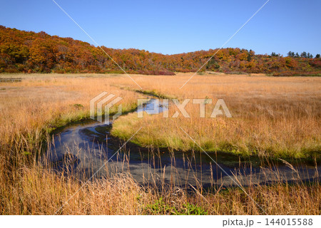 秋田県栗駒山 草紅葉のイワカガミ湿原に水を湛える池塘 144015588