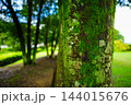 緑苔のついた木の幹 144015676