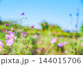 青空に映えるコスモスとスカイツリー 144015706
