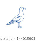 Seagull blue nautical line art illustration 144015903
