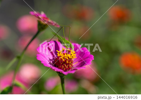 ヒャクニチソウの花に止まるキリギリス 緑の昆虫とピンクの花 日本の夏の自然背景素材 ヒャクニチソウの花に止まるキリギリス 緑の昆虫とピンクの花 日本の夏の自然背景素材 144016916