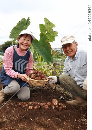 里芋を収穫するシニア夫婦 144019564
