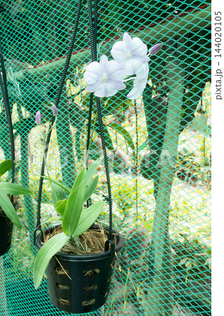 Dendrobium orchid on hanging pot Dendrobium orchid on hanging pot 144020105