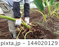 里芋の収穫 144020129