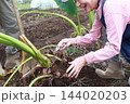 里芋を収穫するシニア夫婦 144020203