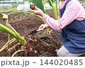 里芋を収穫する女性 144020485