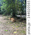 木かげの苔と降り注ぐ光の中にたたずむ猫｜ノスタルジックな日本の風景・癒やしコンテンツ 144020565