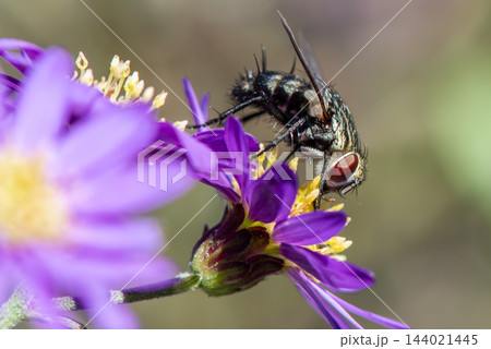 紫色の花へ訪れたヤドリバエ 紫色の花へ訪れたヤドリバエ 144021445