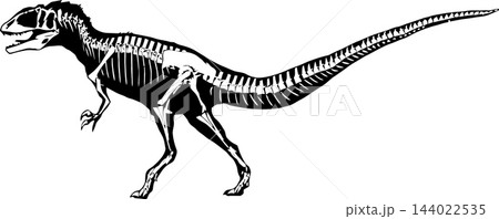 Tyrannosaurus rex skeleton walking, prehistoric predator bones Tyrannosaurus rex skeleton walking, prehistoric predator bones 144022535