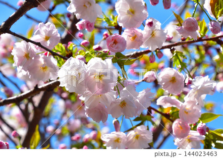 八重桜　渦桜　大阪造幣局にて 144023463