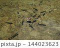 上高地の清らかな池の風景　カモの周り集まる淡水魚の群れ 144023623