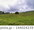 夏の高原にたたずむ一本の幸福の木 144024239