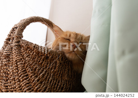 窓辺で眠る猫　茶トラ猫 144024252