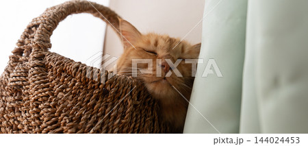 窓辺で眠る猫　茶トラ猫 144024453