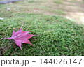 苔の上に落ちた紅葉 苔の上に落ちた紅葉 144026147