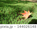 緑の苔の上に落ちた紅葉 緑の苔の上に落ちた紅葉 144026148