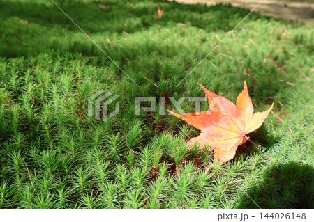 緑の苔の上に落ちた紅葉 緑の苔の上に落ちた紅葉 144026148