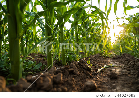 Young corn plants growing in rows, cultivated farmland with rich soil, agricultural crop production at sunset 144027695