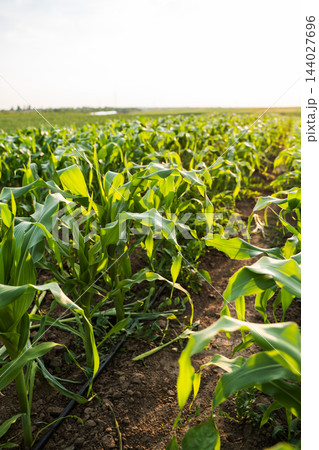 Growing cornfield with young green plants and irrigation drip lines receiving morning sunlight cultivating agricultural farmland Growing cornfield with young green plants and irrigation drip lines receiving morning sunlight cultivating agricultural farmland 144027696