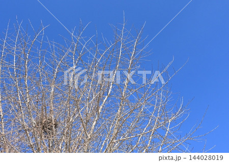 冬イメージ(winter image) 寒波 不況・不景気などの描写にも 冬イメージ(winter image) 寒波 不況・不景気などの描写にも 144028019
