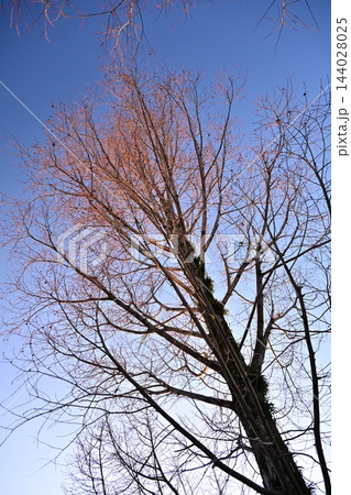 冬イメージ(winter image) 寒波 不況・不景気などの描写にも 冬イメージ(winter image) 寒波 不況・不景気などの描写にも 144028025