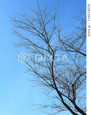 冬イメージ(winter image) 寒波 不況・不景気などの描写にも 冬イメージ(winter image) 寒波 不況・不景気などの描写にも 144028026