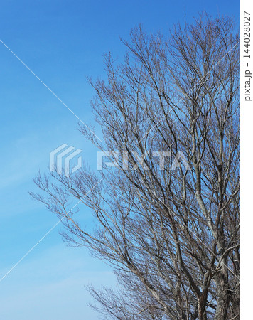冬イメージ(winter image) 寒波 不況・不景気などの描写にも 冬イメージ(winter image) 寒波 不況・不景気などの描写にも 144028027