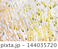 Yellow bright vibrant paint splashes drops ink watercolor design art old dirty white wall texture background splatter 144035720