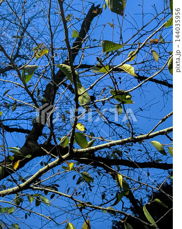青空を背景に陽光を受ける秋の葉と交差する木の枝／季節の移ろいを伝える自然背景素材 144035956